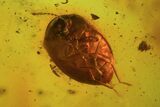 Fossil Beetle & Springtail In Baltic Amber #69242-2